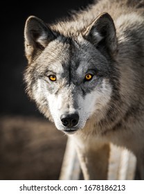 Staring Into The Yellow Ember Eyes Of A Male Wolf Animal Portrait And Wild Life Conservatory