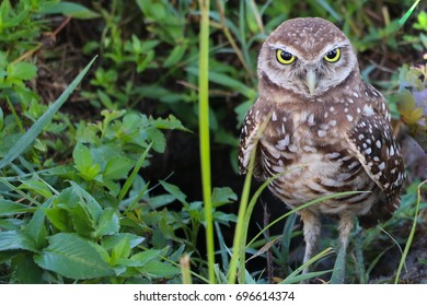 Staring Owl