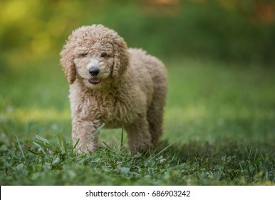 Staring poddle