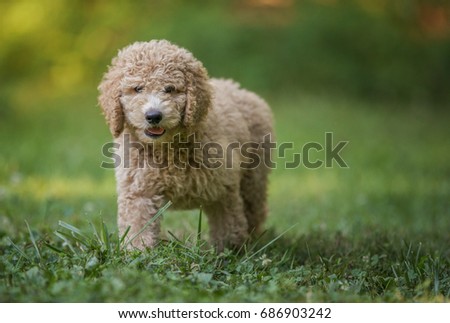 Staring poddle