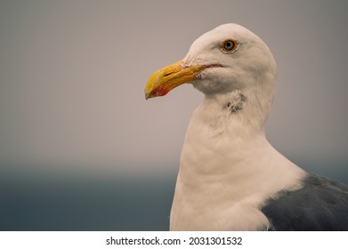 Staring seagull in Moneterey Califronia