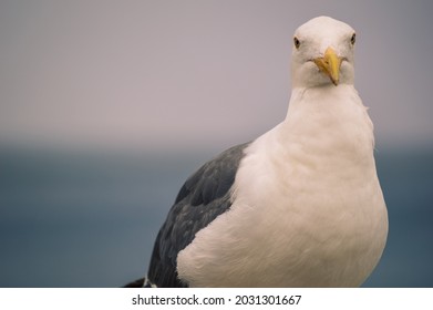 Staring seagull in Moneterey Califronia