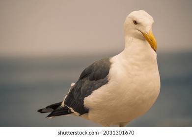 Staring seagull in Moneterey Califronia