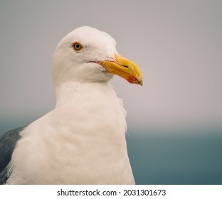 Staring seagull in Moneterey Califronia