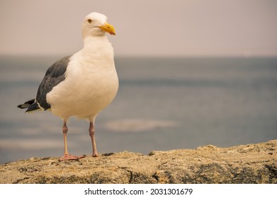 Staring seagull in Moneterey Califronia