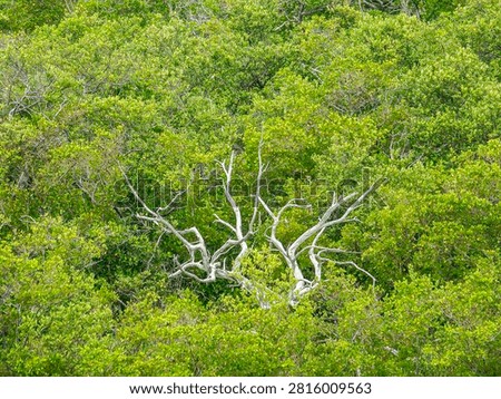 Stark bare branches of a ghost tree (unidentified species), with smaller outliers, in a green mangrove forest thriving in a tidal marsh along the Gulf Coast of Florida. Motif of ecosystem change.