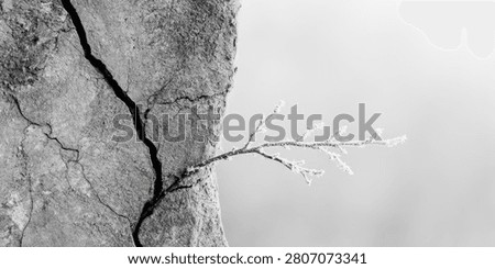 A stark black and white image captures a thin branch emerging from a prominent fissure in a rocky cliff, set against a soft, out-of-focus background.