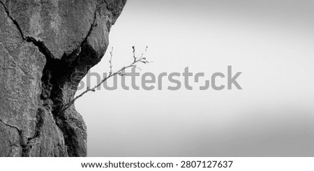 A stark black and white image captures a fragile branch emerging from a deep fissure in a weathered rock. The contrast highlights themes of survival and tenacity.