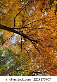 Stark Contrast Of Dark Brown Branches Among Brightly Colored Leaves