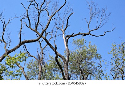 Stark Contrast Of Light And Shadow On Large Dead Tree