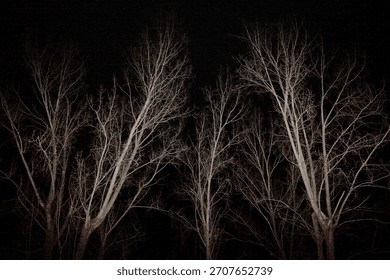 Stark and dramatic night scene featuring leafless trees captured with flash. Perfect for moody, atmospheric, or spooky nature imagery, ideal for seasonal projects, editorial use, or commercial 