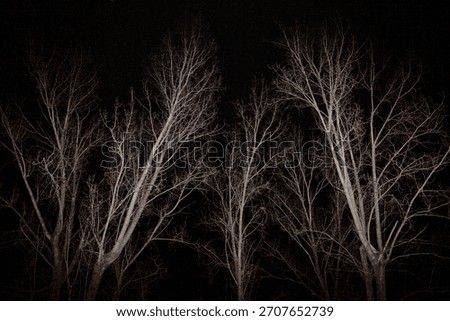 Stark and dramatic night scene featuring leafless trees captured with flash. Perfect for moody, atmospheric, or spooky nature imagery, ideal for seasonal projects, editorial use, or commercial 