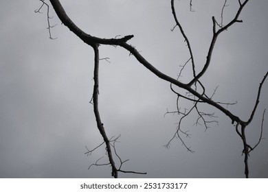 A stark image of bare tree branches set against a moody, overcast sky, evoking feelings of simplicity, solitude, and calm - Powered by Shutterstock