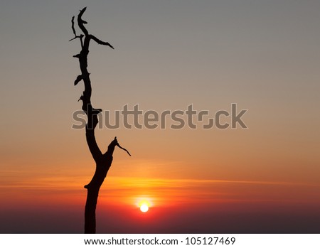 Stark outline of tree against sunrise on Skyline Drive in Virginia