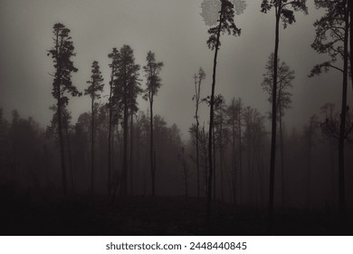 The stark outlines of trees rise hauntingly into the obscured sky, shrouded by dense, foggy gloom.