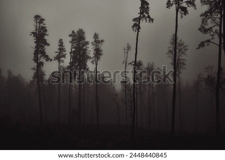 The stark outlines of trees rise hauntingly into the obscured sky, shrouded by dense, foggy gloom.