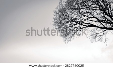 A stark silhouette of bare tree branches against a soft, cloudy sky, evoking a sense of winter or dormancy.