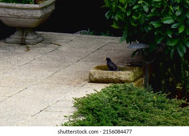 A Starling Bird Bathing In The Birdbath In The Backyard Garden In Spring Season In The UK. Nature Background.