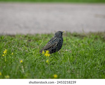 Starling bird on a green lawn with yellow flowers. The plumage of the bird is very beautiful, green shimmers into blue with a white speck added - Powered by Shutterstock