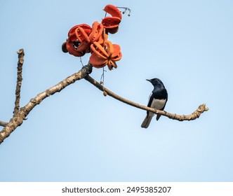 Starling bird perched on a branch with use of selective focus on a particular part of the bird, with rest of the bird, the branch and background blurred. - Powered by Shutterstock