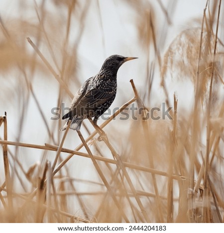 Starling bird perched on reed stalks by the river side