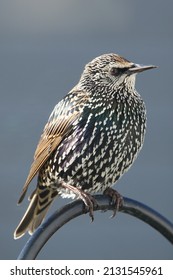 Starling Bird Perched On Shepherds Hook