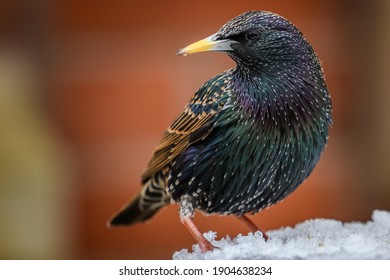 Starling bird perched on snow - Powered by Shutterstock