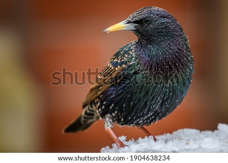 Starling bird perched on snow