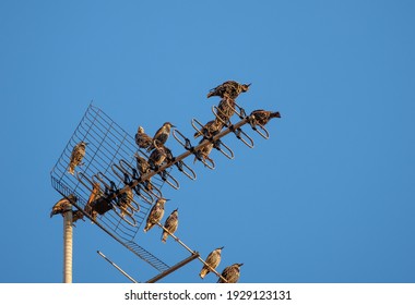 Starling bird rest before migration in an urban environment building tv antenna, Sturnus vulgaris