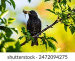 a starling bird sits on a tree holding a cockchafer in its beak in a spring sunny garden