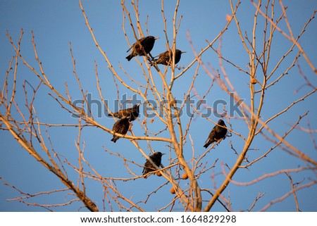 Starling Birds Migrating in Spring in a Tree Roosting