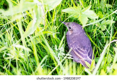 Starling Chick In Green Grass On A Summer Day