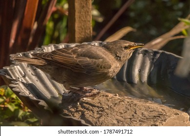 Starling Chick On Rock In Bird Bath