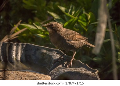 Starling Chick On Rock In Bird Bath