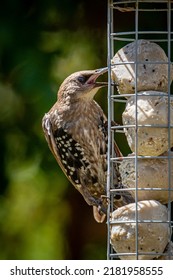 A Starling Eating Suet Balls From A Garden Bird Feeder