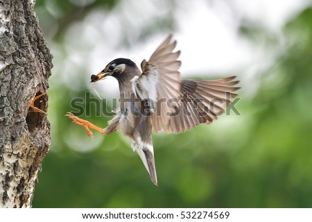 starling - feeding, mother bird feeding her young