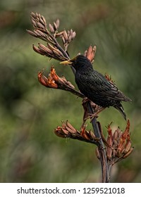 Starling Feeding On NZ Flax Flowers