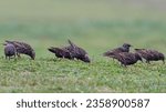 Starling flock looking for food in the grass, north of Portugal (Focus on three of the birds)
