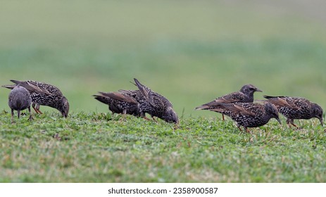 Starling flock looking for food in the grass, north of Portugal (Focus on three of the birds)