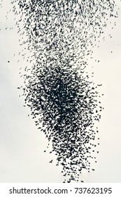 Starling Flock. Sky Background.