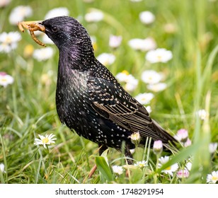 starling in the garden searching worms