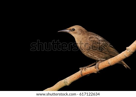 Similar – Image, Stock Photo juvenile starling on lawn