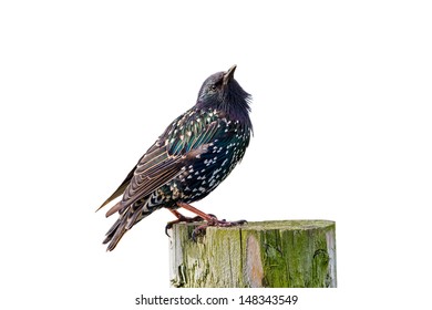A Starling Isolated On A White Background
