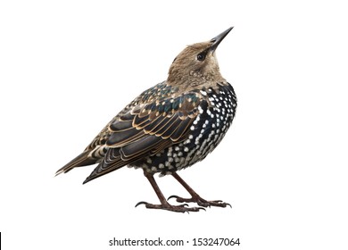Starling Isolated On White Background