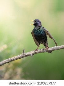 Starling Mating Dance In Spring