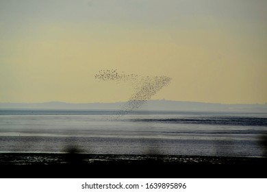 Starling Murmuration In An Arrow Shape At Sunset