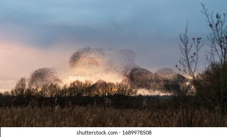 Starling Murmuration On Somerset Levels