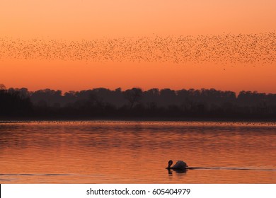 Starling Murmuration And Swan Sunset, Aqualate Mere, UK