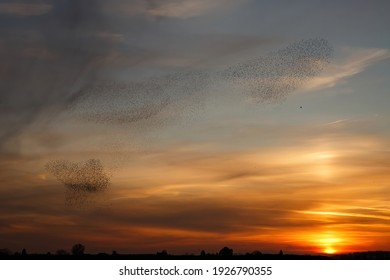 Starling murmurations. A large flock of starlings fly at sunset just before entering the roosting site in the Netherlands. Hundreds of thousands starlings make big clouds to protect against raptors