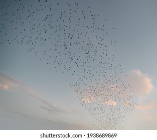 Starling murmurations. A large flock of starlings fly at sunset in the forest. Hundreds of thousands starlings come together making big clouds to protect against birds of prey.